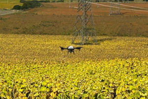 Címer, bálaszámlálás